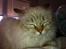 Hellig Birma Askepot´s Guinevere