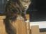 Maine Coon lykkekatte Lakota