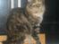 Maine Coon lykkekatte Lakota