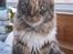 Maine Coon lykkekatte Lakota