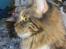 Maine Coon lykkekatte Lakota