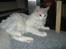Maine Coon Lykkekatte Jersey