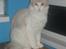 Maine Coon Lykkekatte Jersey