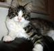 Maine Coon Ludvig. Død Marts 2011