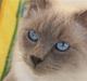 Ragdoll Eigil