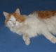 Maine Coon Napalomas Bodyguard (Bob) - R.I.P.