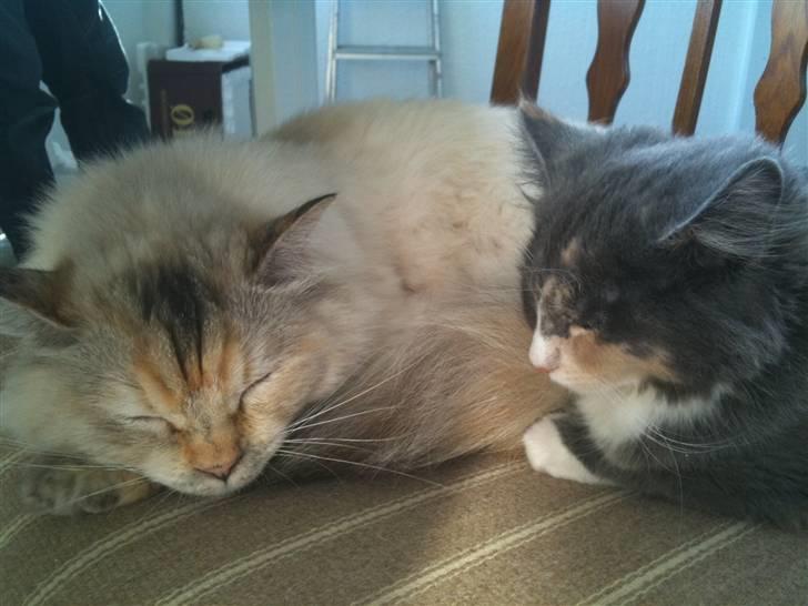 Maine Coon Minny - Hygge med familien i sommervejret billede 5