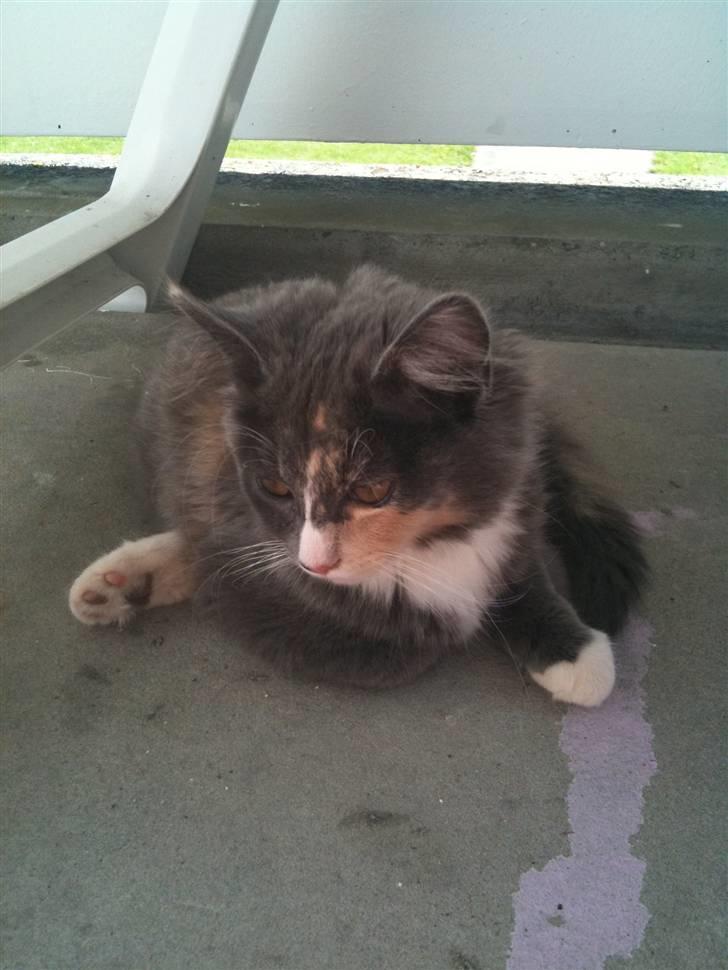 Maine Coon Minny billede 6