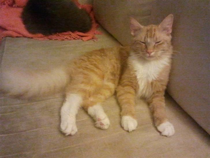 Blanding af racer Mitho's Aslan - Så stor jeg er :D  billede 15