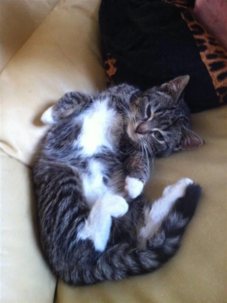 Huskat Olivia ( R.I.P )  billede 1