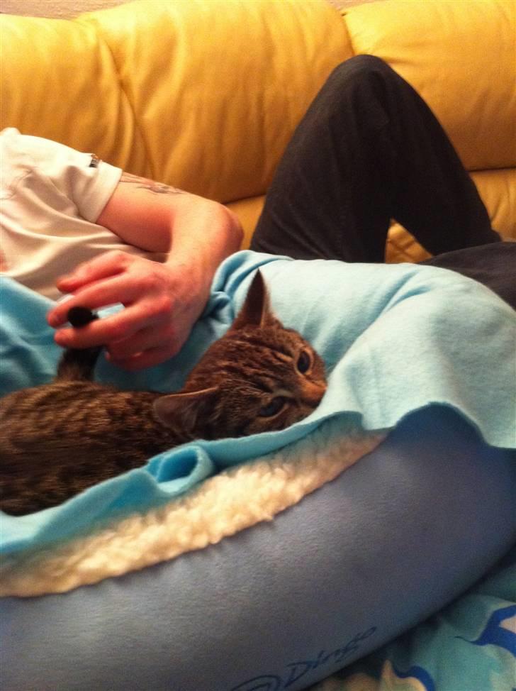 Huskat Olivia ( R.I.P )  billede 2