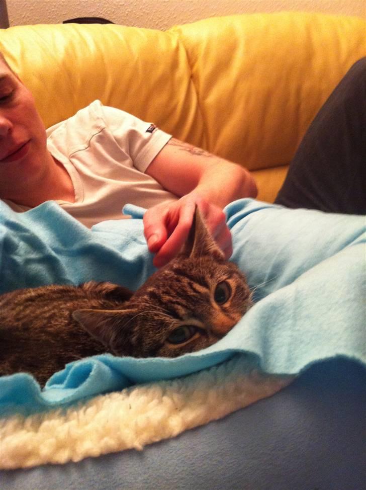 Huskat Olivia ( R.I.P )  billede 3