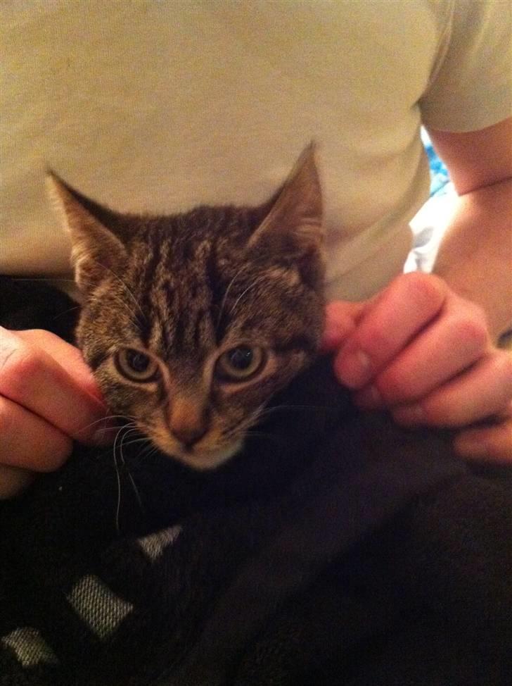 Huskat Olivia ( R.I.P )  billede 4