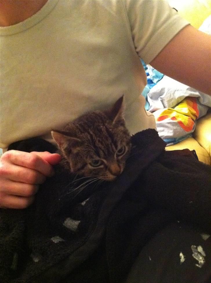 Huskat Olivia ( R.I.P )  billede 5