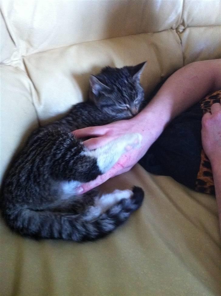 Huskat Olivia ( R.I.P )  billede 6