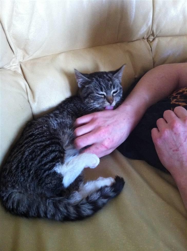 Huskat Olivia ( R.I.P )  billede 7