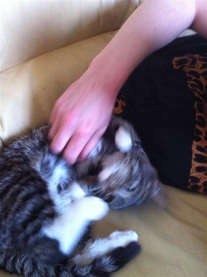 Huskat Olivia ( R.I.P )  billede 8