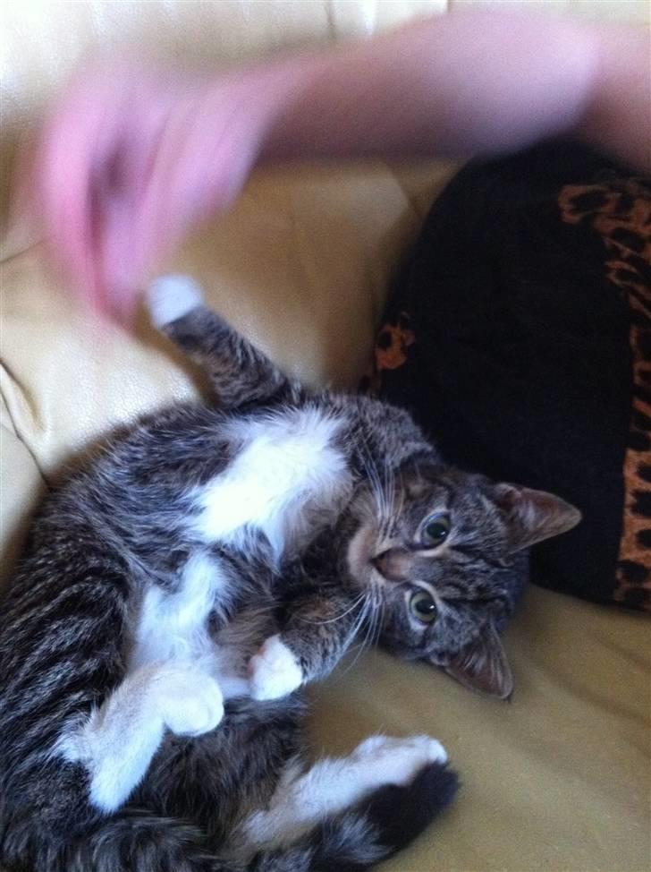 Huskat Olivia ( R.I.P )  billede 9