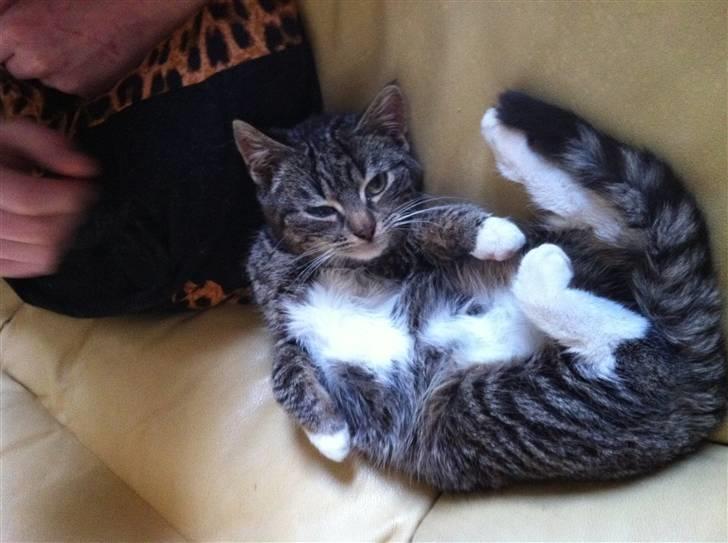 Huskat Olivia ( R.I.P )  billede 10