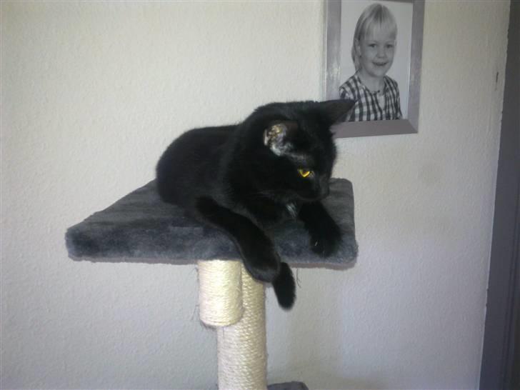 Huskat Lille Grethe billede 10