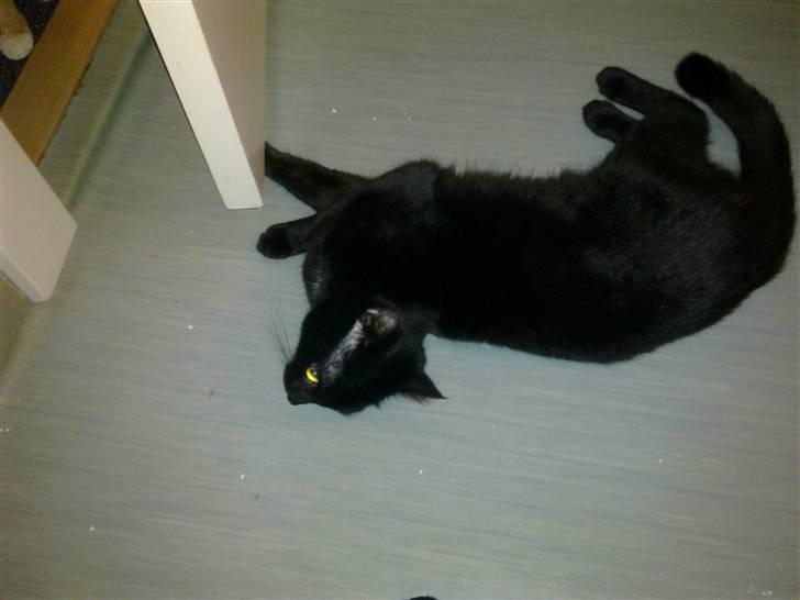 Huskat Lille Grethe billede 11