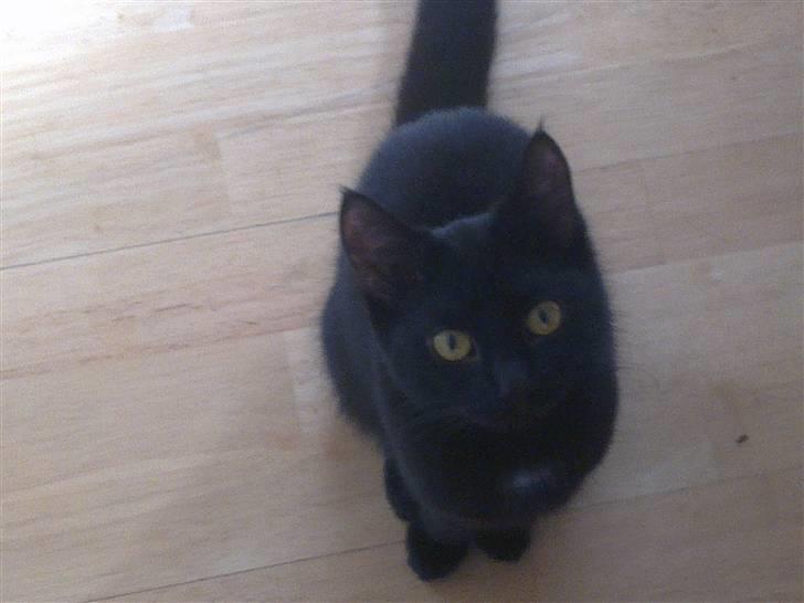 Huskat Lille Grethe billede 12