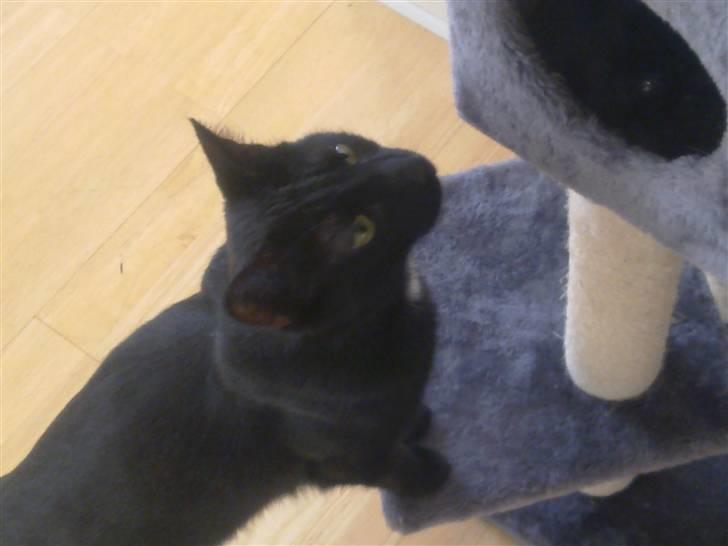 Huskat Ludvig billede 12