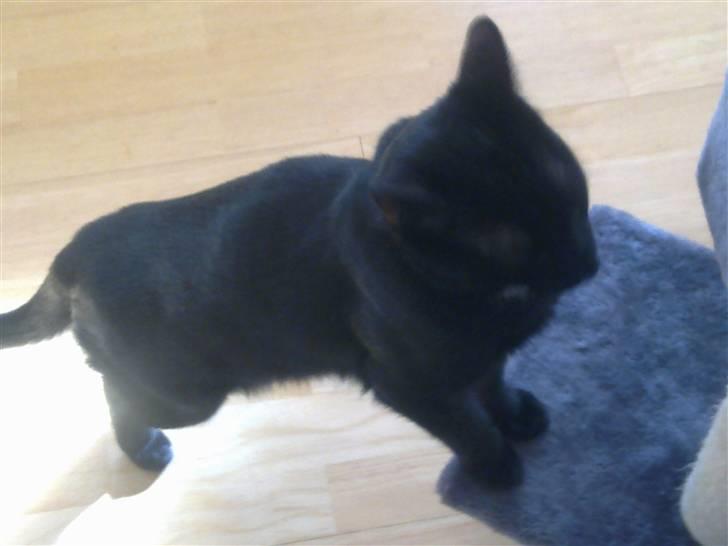 Huskat Ludvig billede 13