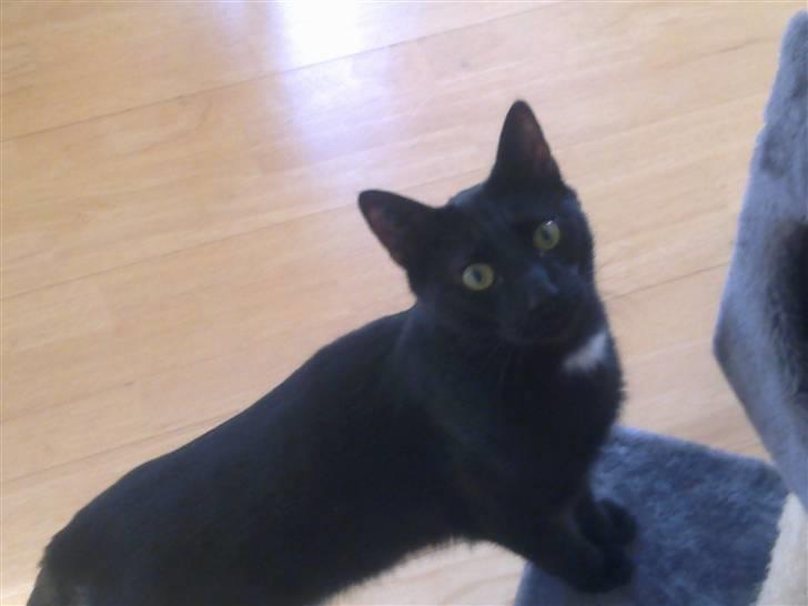 Huskat Ludvig billede 14