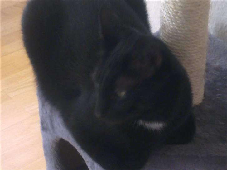 Huskat Ludvig billede 15