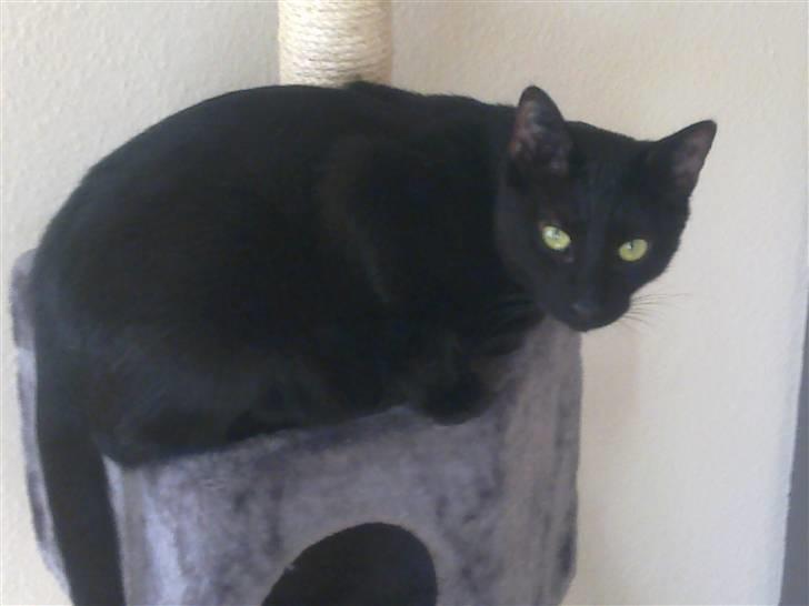 Huskat Ludvig billede 16