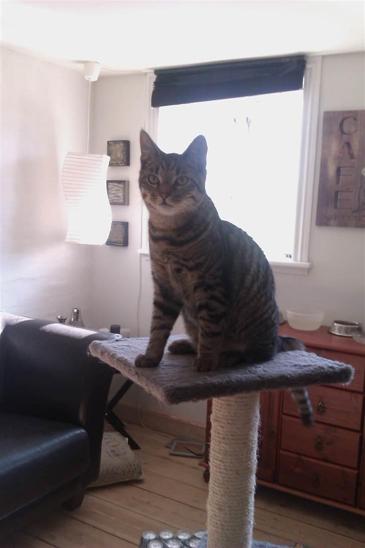 Huskat Batman billede 1