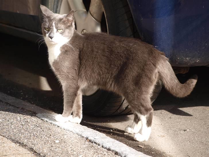 Huskat sif billede 18