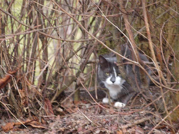 Huskat sif billede 19