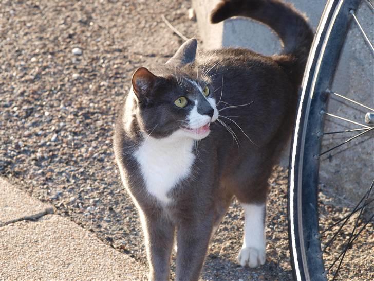 Huskat sif billede 20