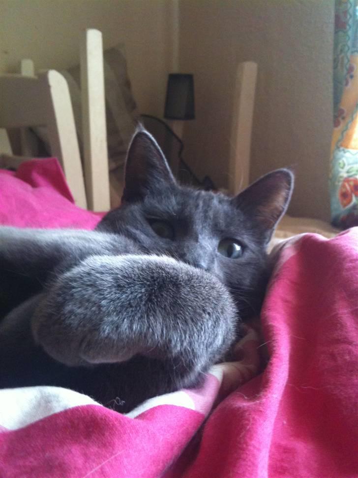 Huskat kulle billede 14