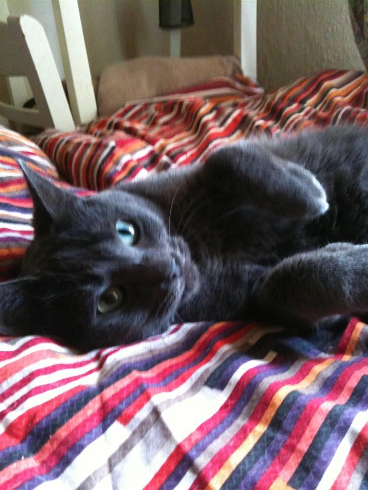 Huskat kulle billede 15