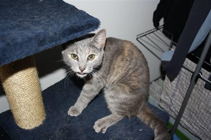 Blanding af racer Kashmir {aka} Kassie {R.I.P} billede 1