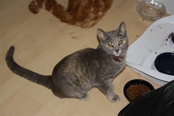 Blanding af racer Kashmir {aka} Kassie {R.I.P} billede 2