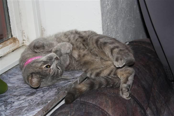 Blanding af racer Kashmir {aka} Kassie {R.I.P} billede 3