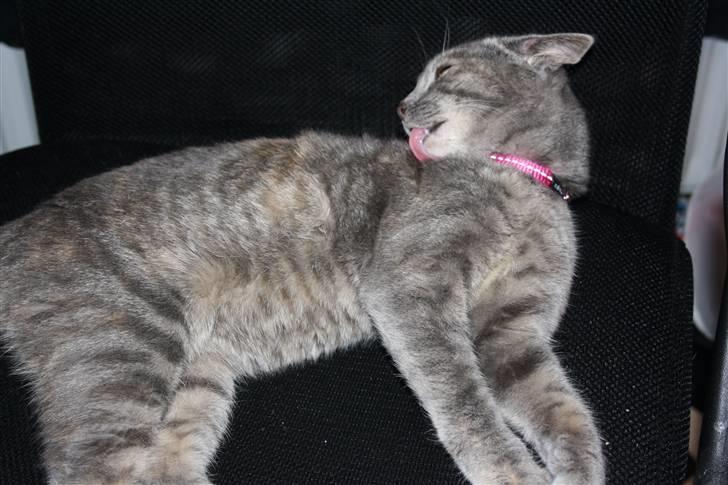 Blanding af racer Kashmir {aka} Kassie {R.I.P} billede 4