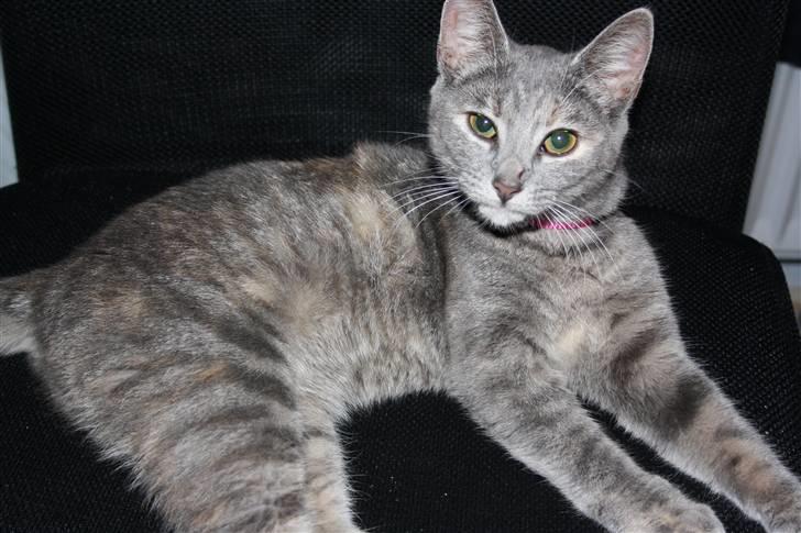 Blanding af racer Kashmir {aka} Kassie {R.I.P} billede 5