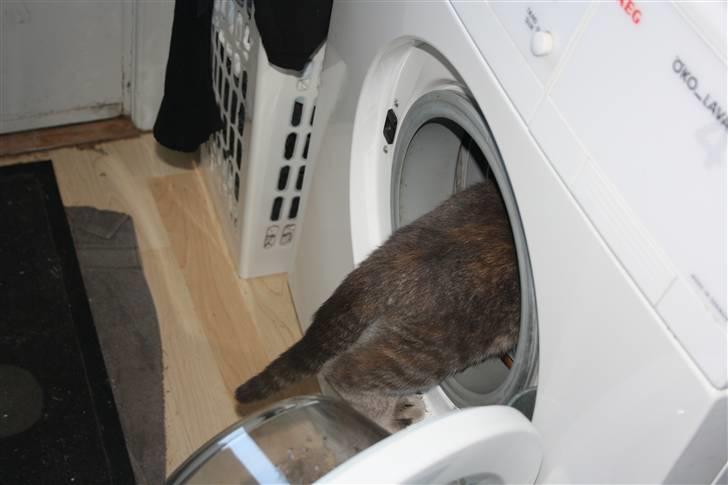 Blanding af racer Kashmir {aka} Kassie {R.I.P} billede 6