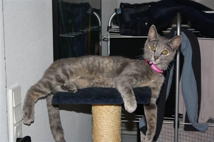 Blanding af racer Kashmir {aka} Kassie {R.I.P} billede 7