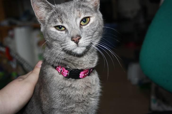 Blanding af racer Kashmir {aka} Kassie {R.I.P} billede 8