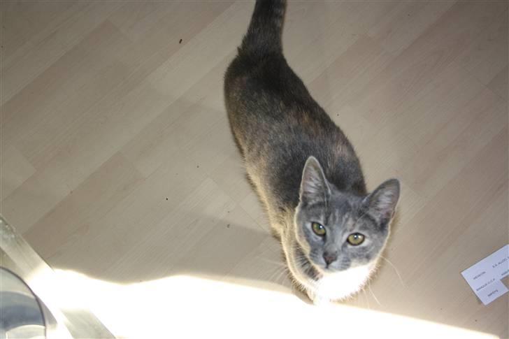 Blanding af racer Kashmir {aka} Kassie {R.I.P} billede 9