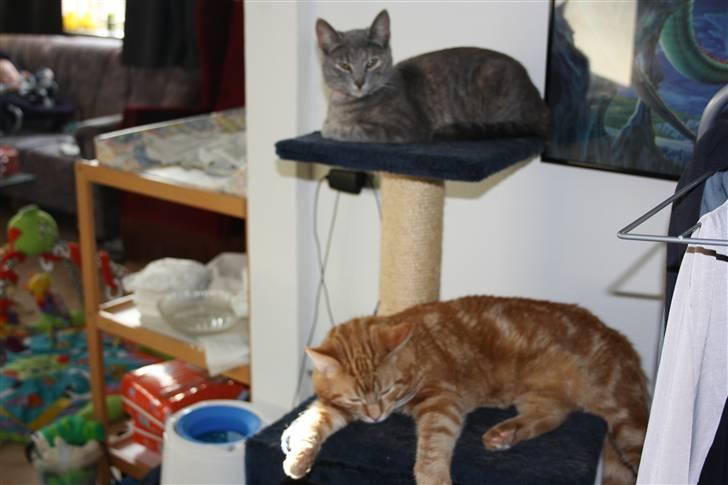 Blanding af racer Kashmir {aka} Kassie {R.I.P} billede 10