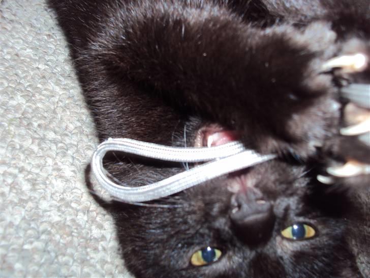 Huskat Blackie billede 1