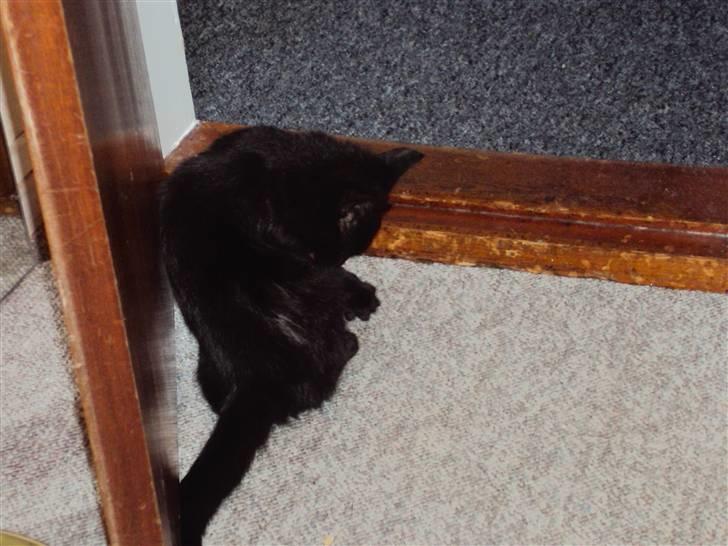 Huskat Blackie billede 2