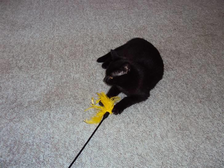 Huskat Blackie billede 3